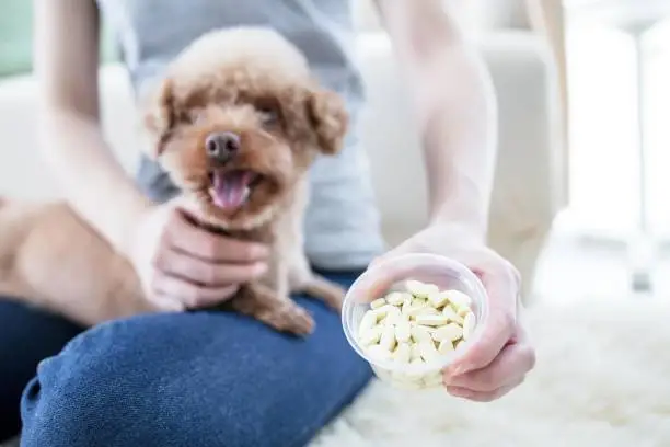 Organic probiotic supplement for dogs with allergies