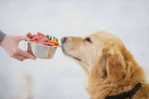 Best Dog Foods