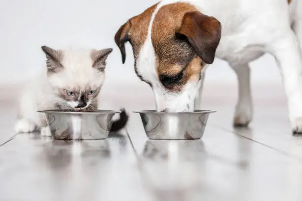 Best Food for Dogs with Allergies: Vet-Approved Guide for 2025