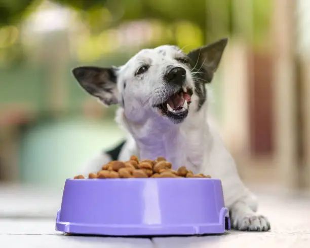 Best Grain Free Dog Foods for Itchy Skin