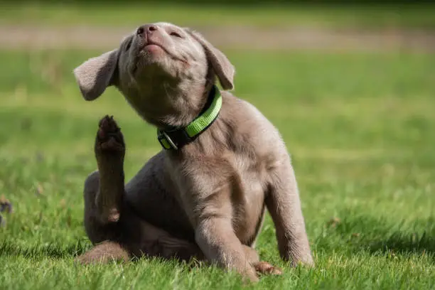 Dog Itching But No Fleas