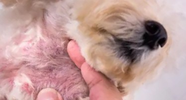 Dog with red itchy skin due to chicken allergy Dog with red itchy skin due to chicken allergy