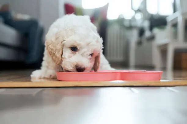 Grain Free vs Hypoallergenic Dog Food: What’s the Difference & Which is Best?