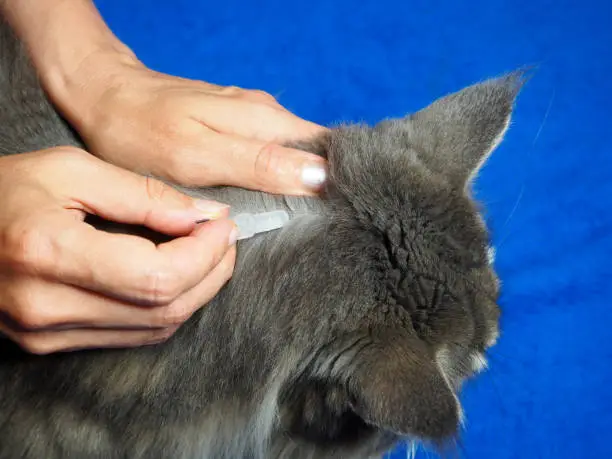 Home Treatment for Cat Skin Allergies: What You Can Do Naturally