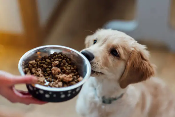 Signs of Food Allergies in Dogs