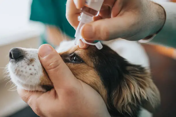 5 Essential Oils That Help With Pet Allergies (And How to Use Them Safely)