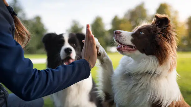 natural remedies for dog allergies