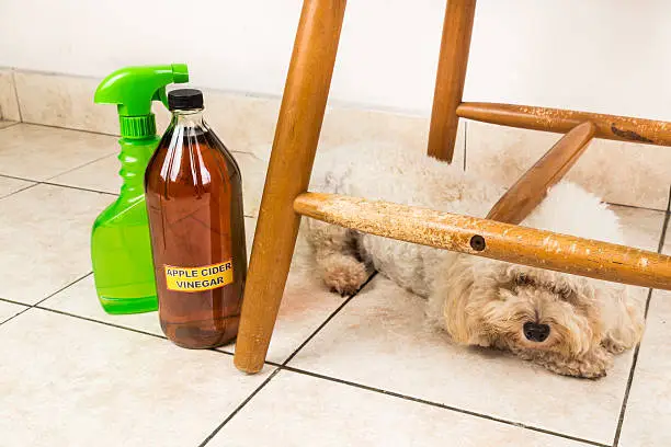apple cider vinegar spray for dog allergy relief apple cider vinegar spray for dog allergy relief