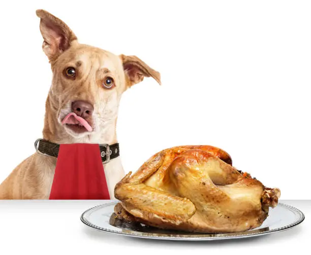 can dogs be allergic to chicken