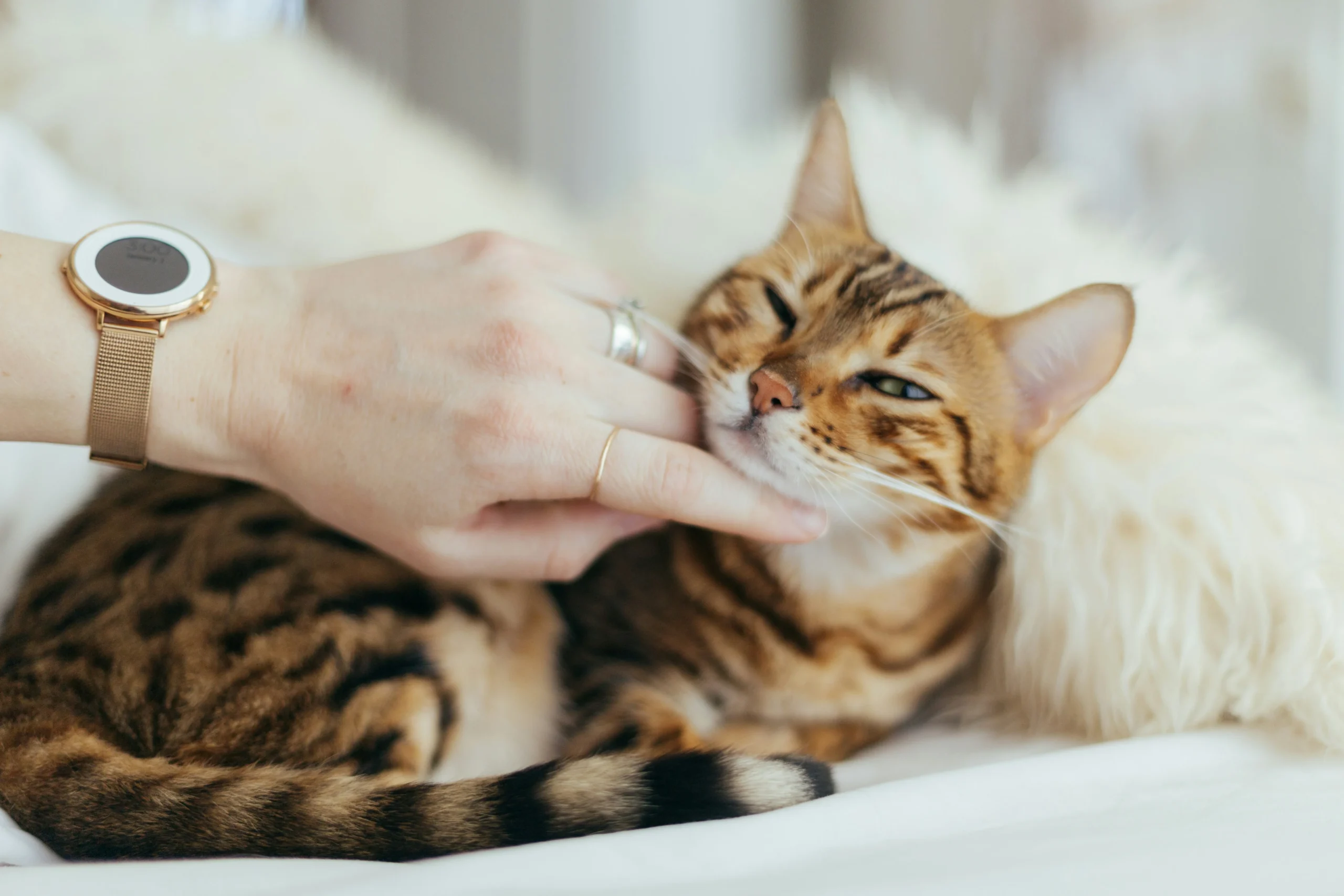 Home Remedies for Cat Allergies: Natural Relief That Works