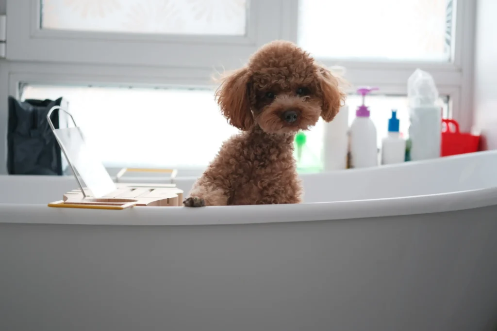 dog in oatmeal bath for itchy skin relief dog in oatmeal bath for itchy skin relief