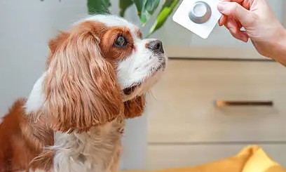 Flea Allergy Dermatitis in Pets